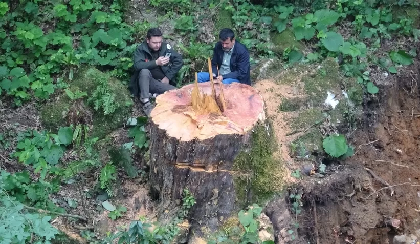 1183 yaşındaki porsuk ağacını kestiler