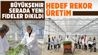 700 ton domates hasat edilen Akyazı'da yeni fideler dikildi