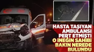 Akyazı'da ambulansın çarptığı ineğin sahibi bulundu