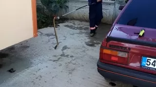 Akyazı'da yılan paniği