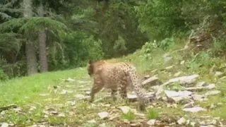 Anadolu leoparı yeniden görüntülendi