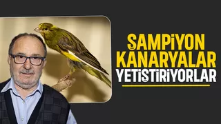 Baba ve oğlu şampiyon kanaryalar yetiştiriyor