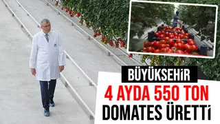 Büyükşehir 550 ton domates üretti