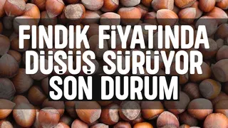 Fındık fiyatlarında düşüş devam ediyor; İşte son durum