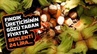 Fındıkta taban fiyat beklentisi 24 lira