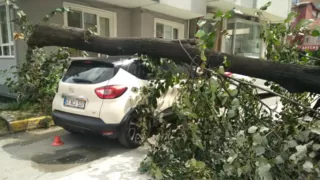 Fırtınanın devirdiği ağaç, otomobilin üzerine düştü