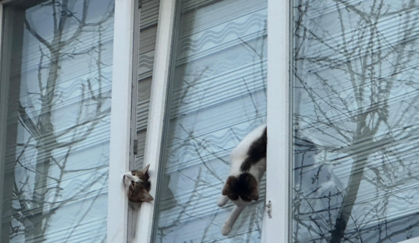 pencereye-sikisan-kediler-olduafu1l3dlaw