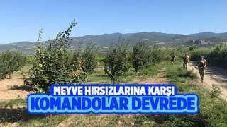 Geyve ve Pamukova'da meyve bahçelerini komandolar koruyor