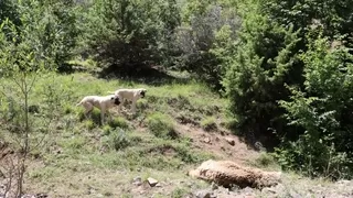 Hayvan otlatan çiftçi, ayı saldırısıyla öldü