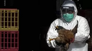 İngiltere’de çiftlikte çalışan iki kişide kuş gribi tespit edildi