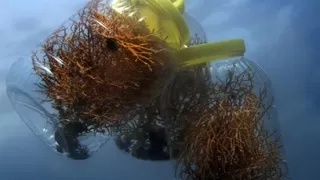 Marmara Denizi'ne ekilen mercanlar iki kat gelişim sağladı
