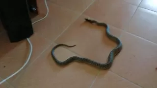 Sağlık ocağında yılan paniği
