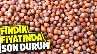 Sakarya'da fındık kaç paradan satılıyor?