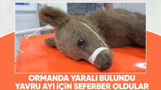 Yavru ayı ormanda yaralı halde bulundu