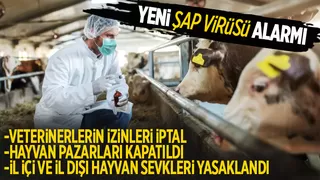 Yeni şap virüsü tespit edildi; Tüm hayvan pazarları kapatıldı
