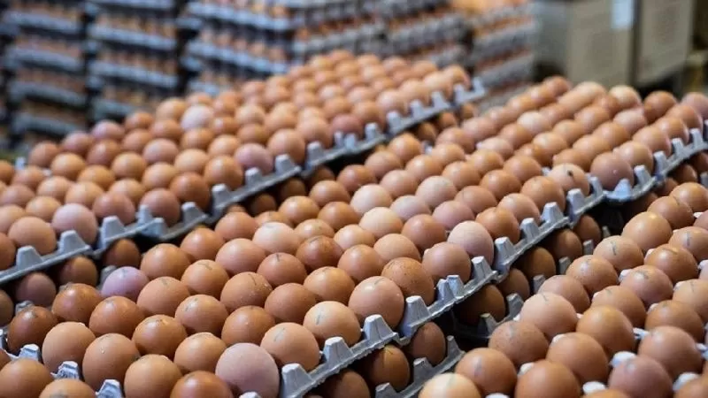 Yumurta üretimi  azaldı