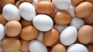 Yumurta üretimi düştü