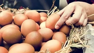 Yumurtanın tanesi 2 liraya çıkabilir